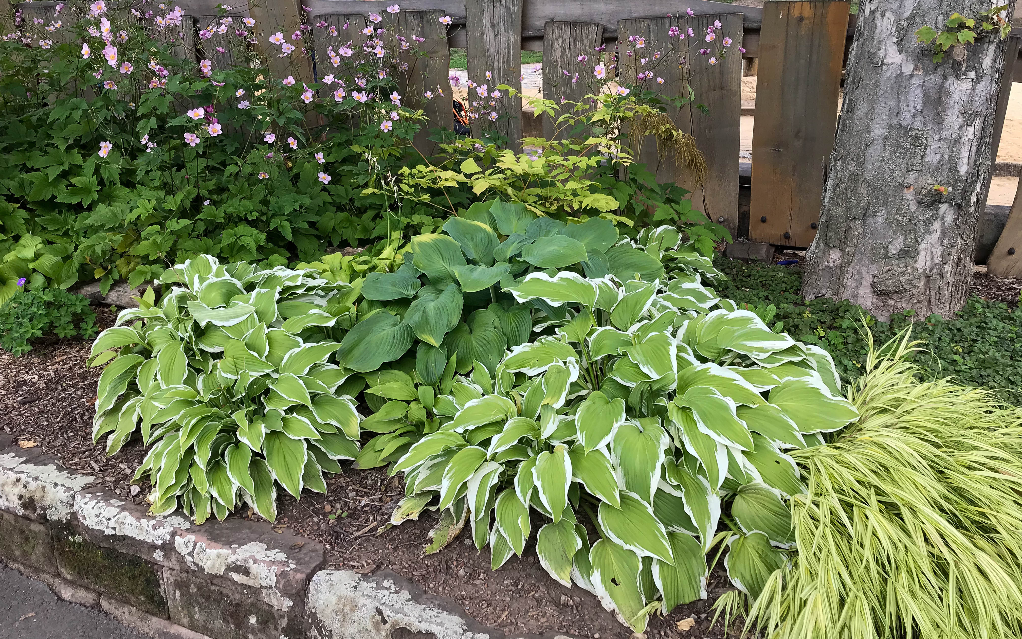 Pflanzen für schattige Lagen im Garten