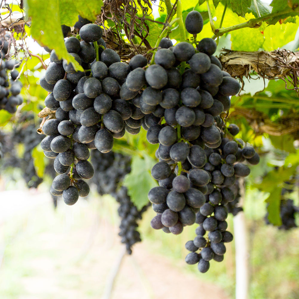 Weinrebe 'Kodrianka'