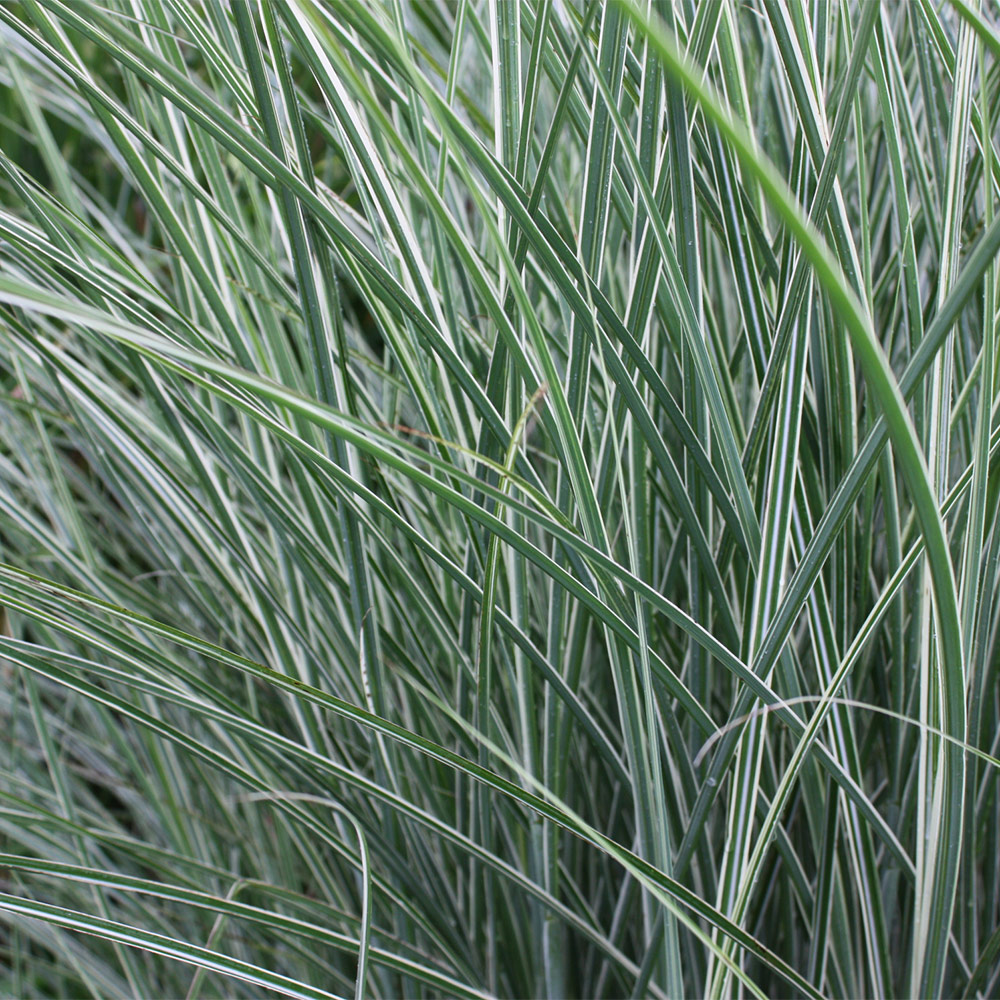 Chinaschilf 'Morning Light'