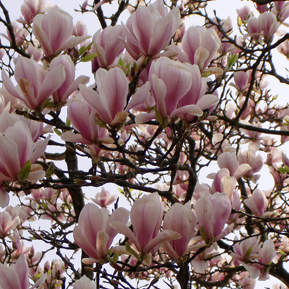 Tulpenmagnolie, Stämmchen, Ziergehölze