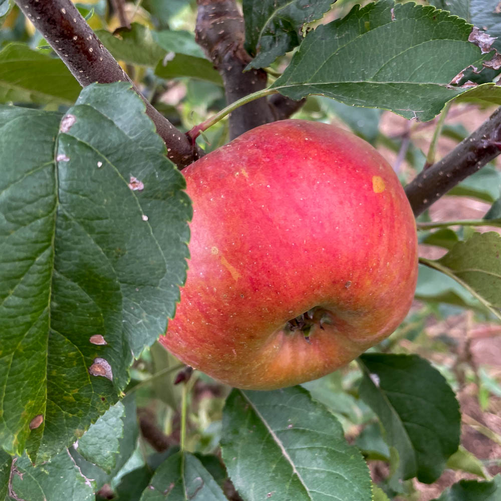 Apfel 'Topaz' ®