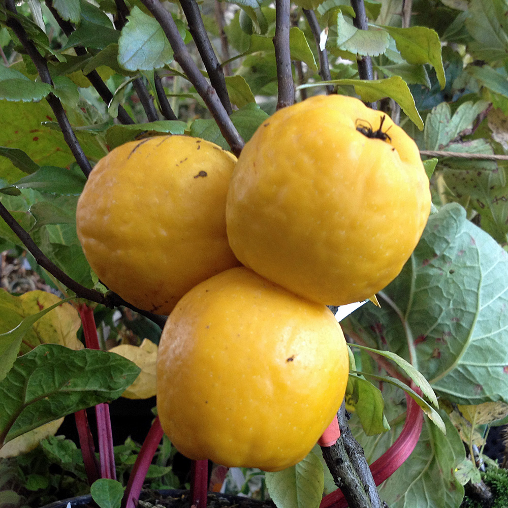 Zierquitte Cido, Chaenomeles, fruchtschmuck