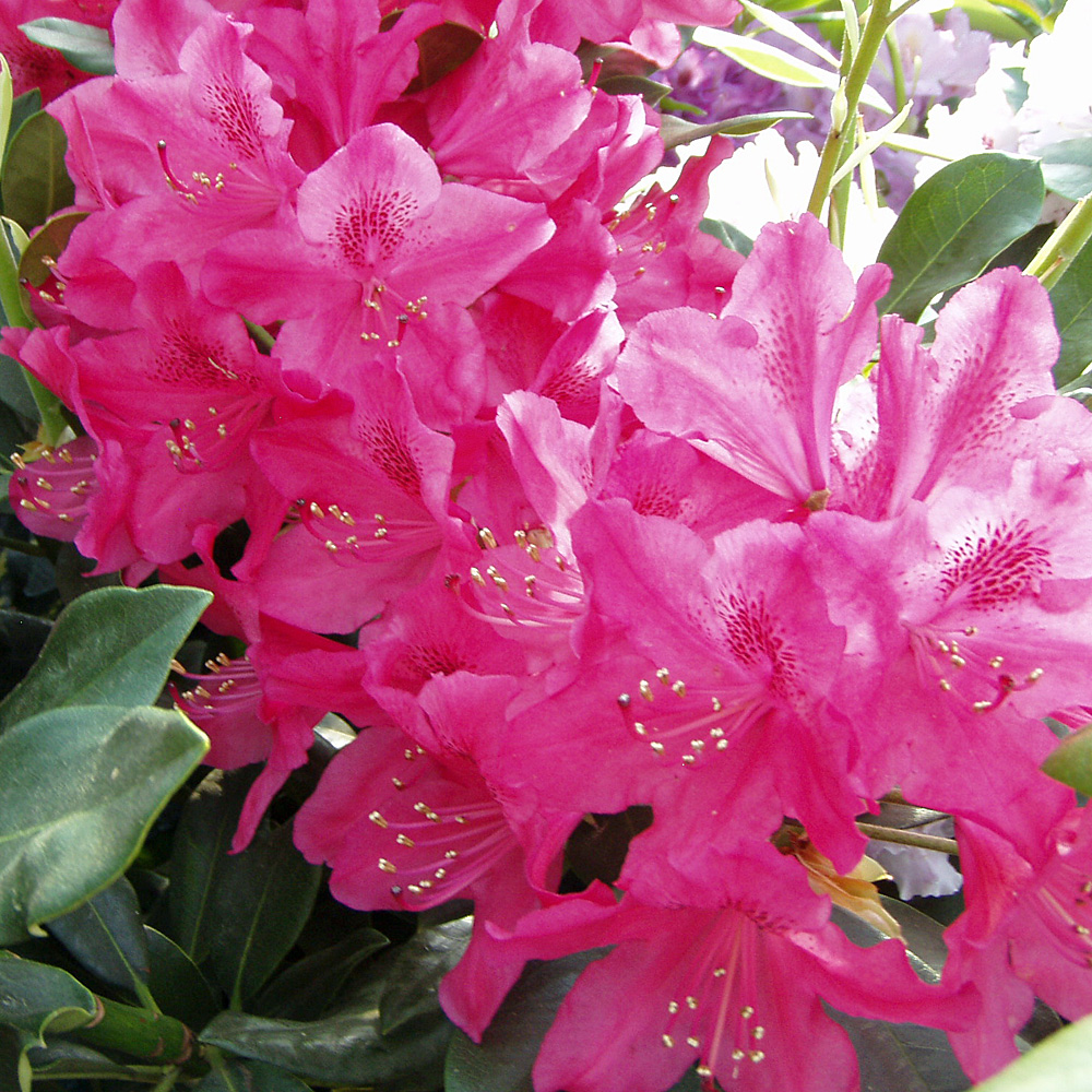 Rhododendron Nova Zembla, Azalee, Immergrün, Blütenstrauch