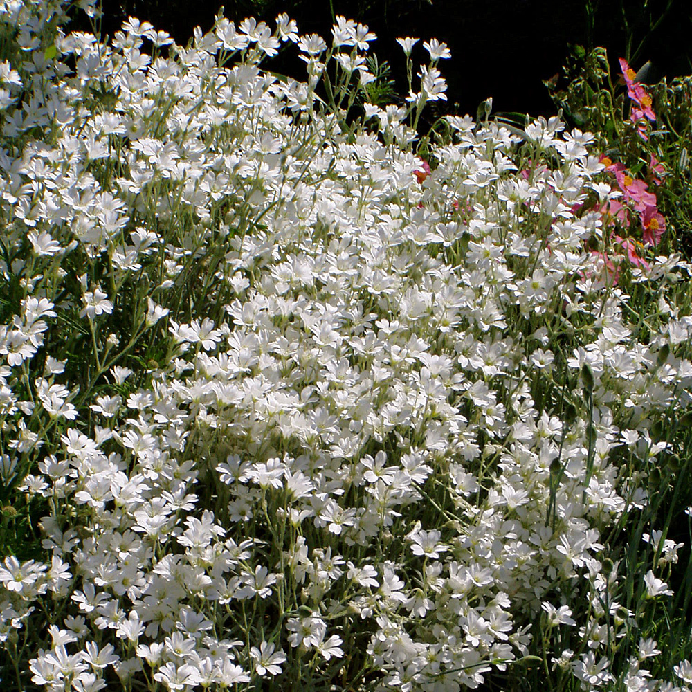 Hornkraut, Bodendecker, Steingarten
