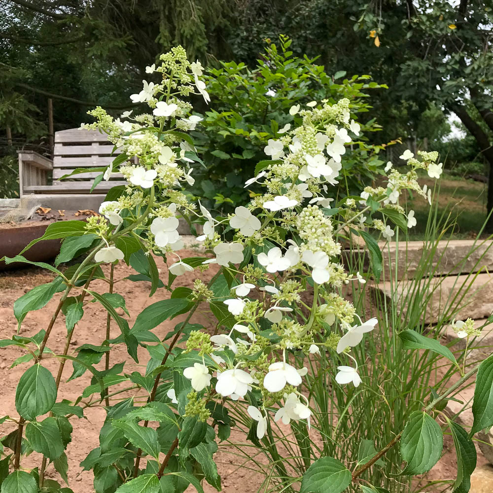 Rispenhortensie 'Kyushu'