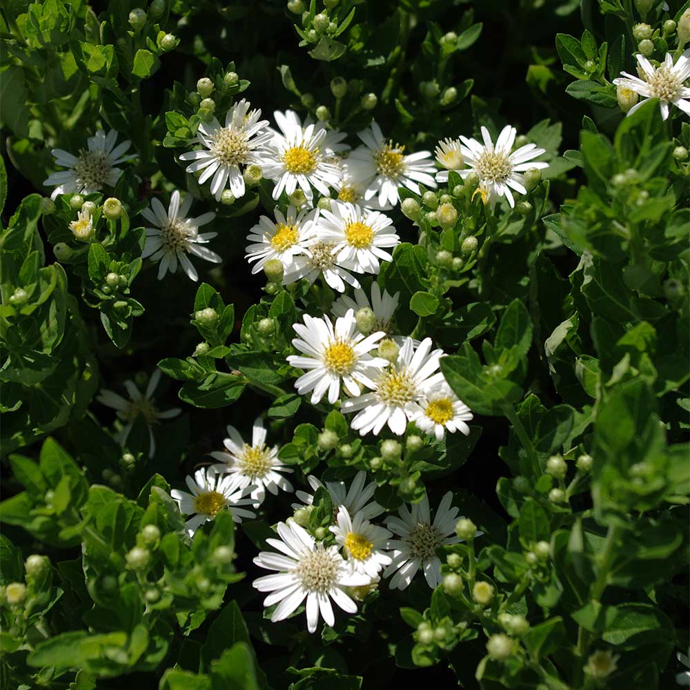 Wild Aster 'Starshine' ®