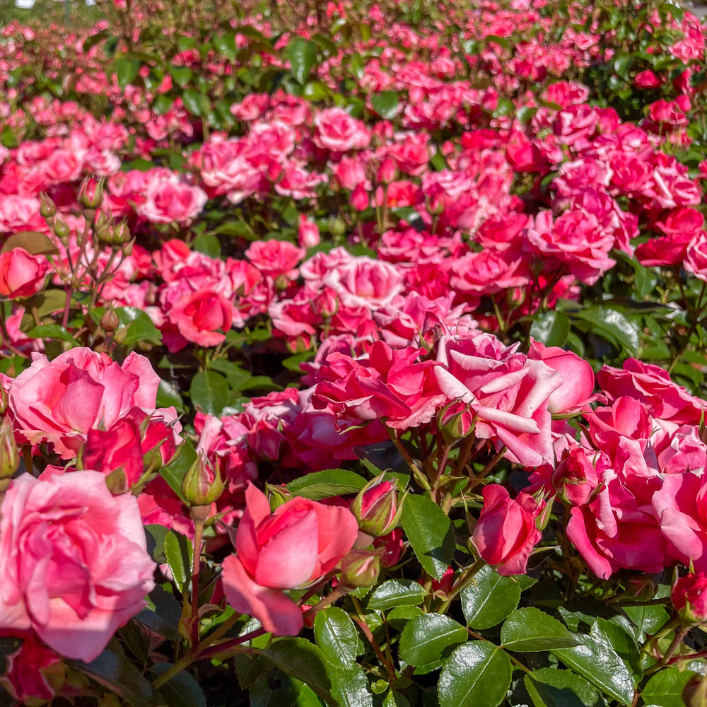 Bodendeckerrose 'Lichtblick'