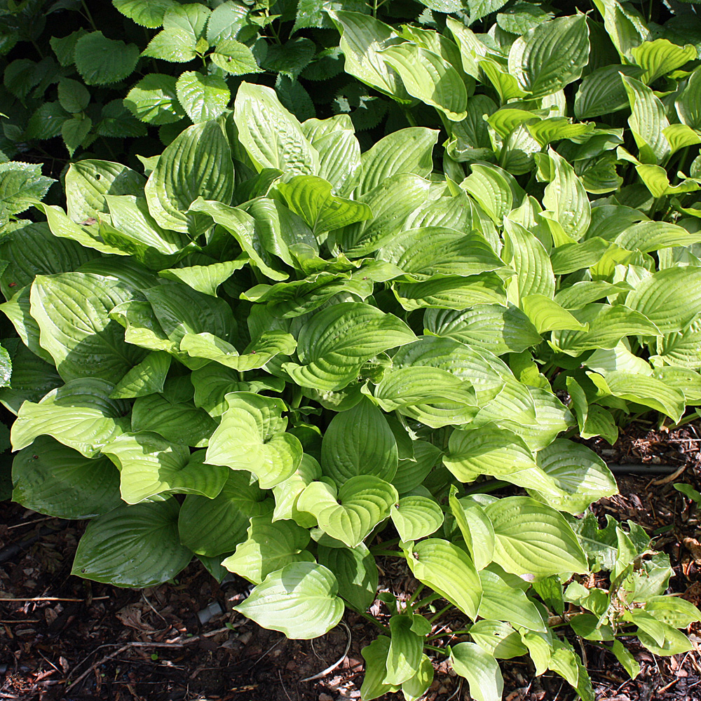 Lilienfunkie Royal Standard, Hosta, Funkie, Unterbepflanzung