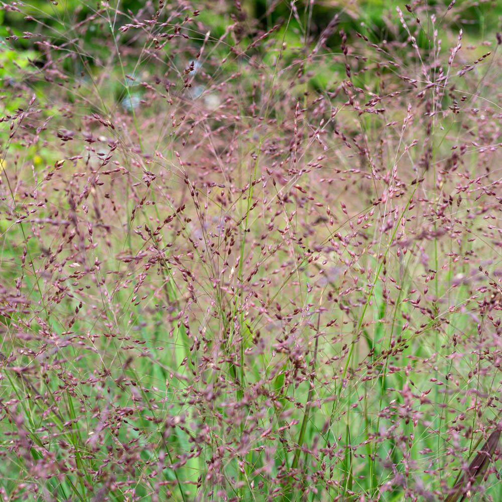 Rutenhirse 'Rotstrahlbusch'