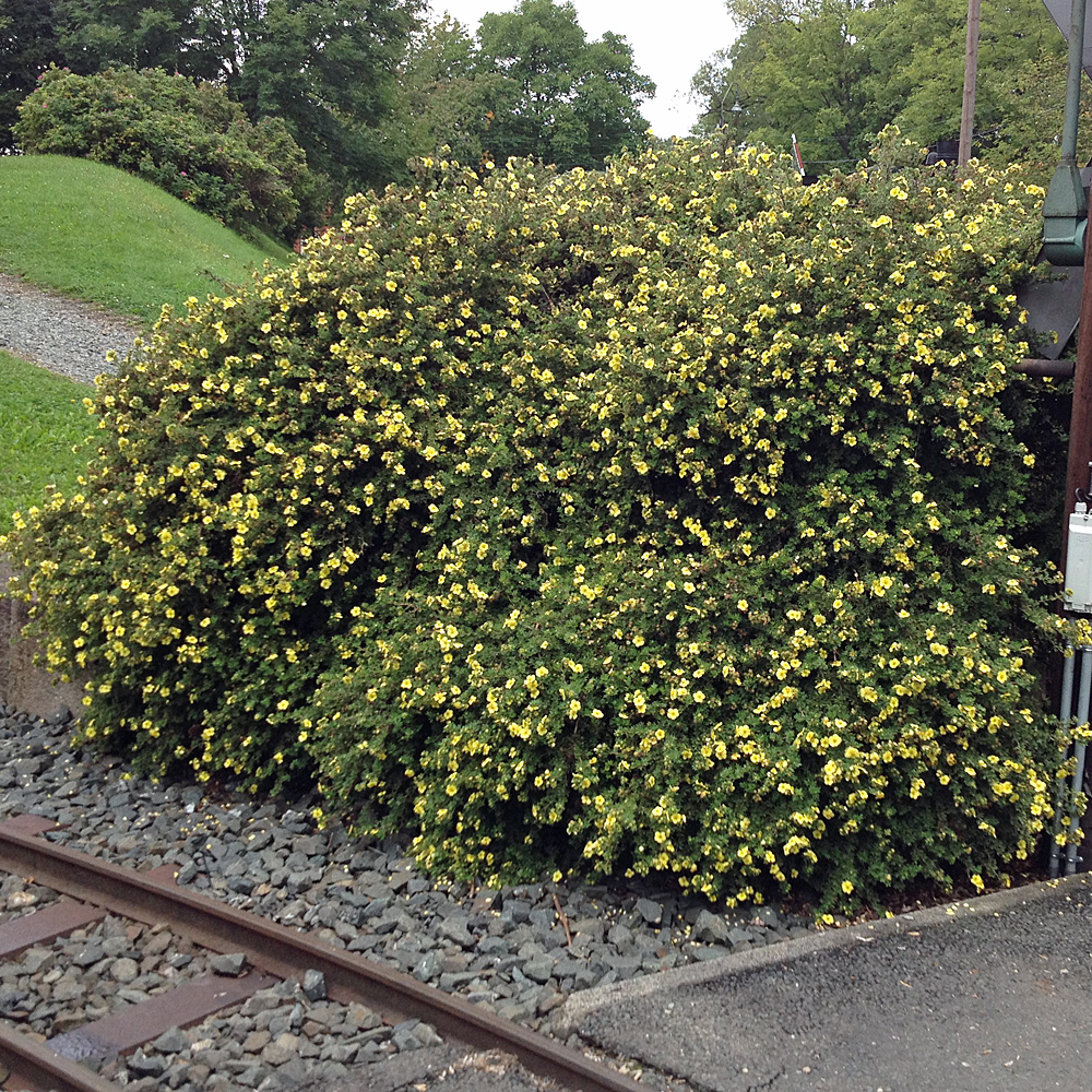 Fingerstrauch Kobold, Potentilla, Blütengehölz