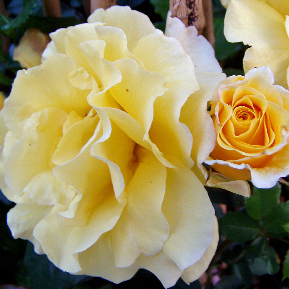 Strauchrose Lichtkönigin Lucia, Rose,