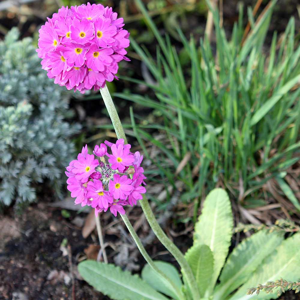 Schleifenblume Weißer Zwerg, Iberis, Bodendecker