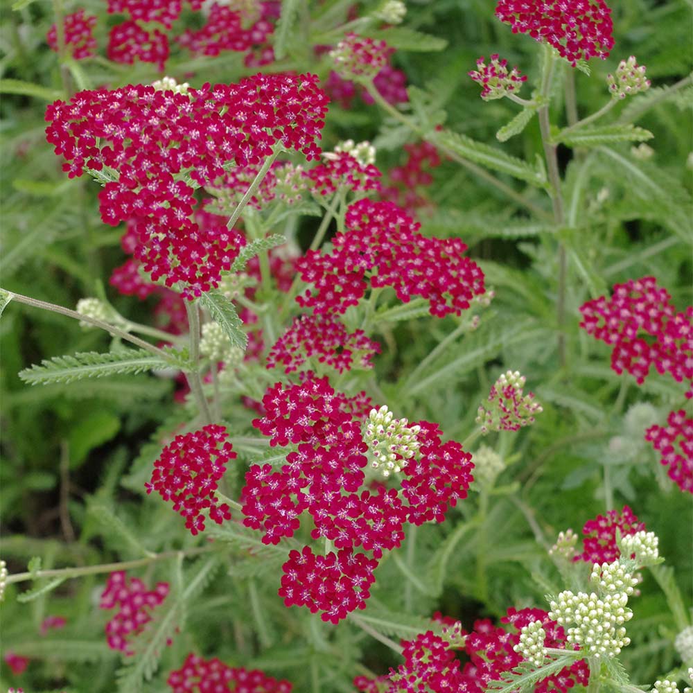 Schafgarbe 'Kirschkönigin'