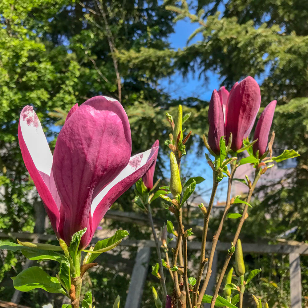 Chinesische Magnolie 'Oriental Night'