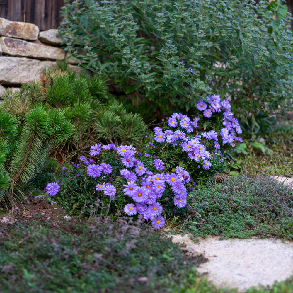 Kissenaster Herbstpurzel, Herbst, Aster