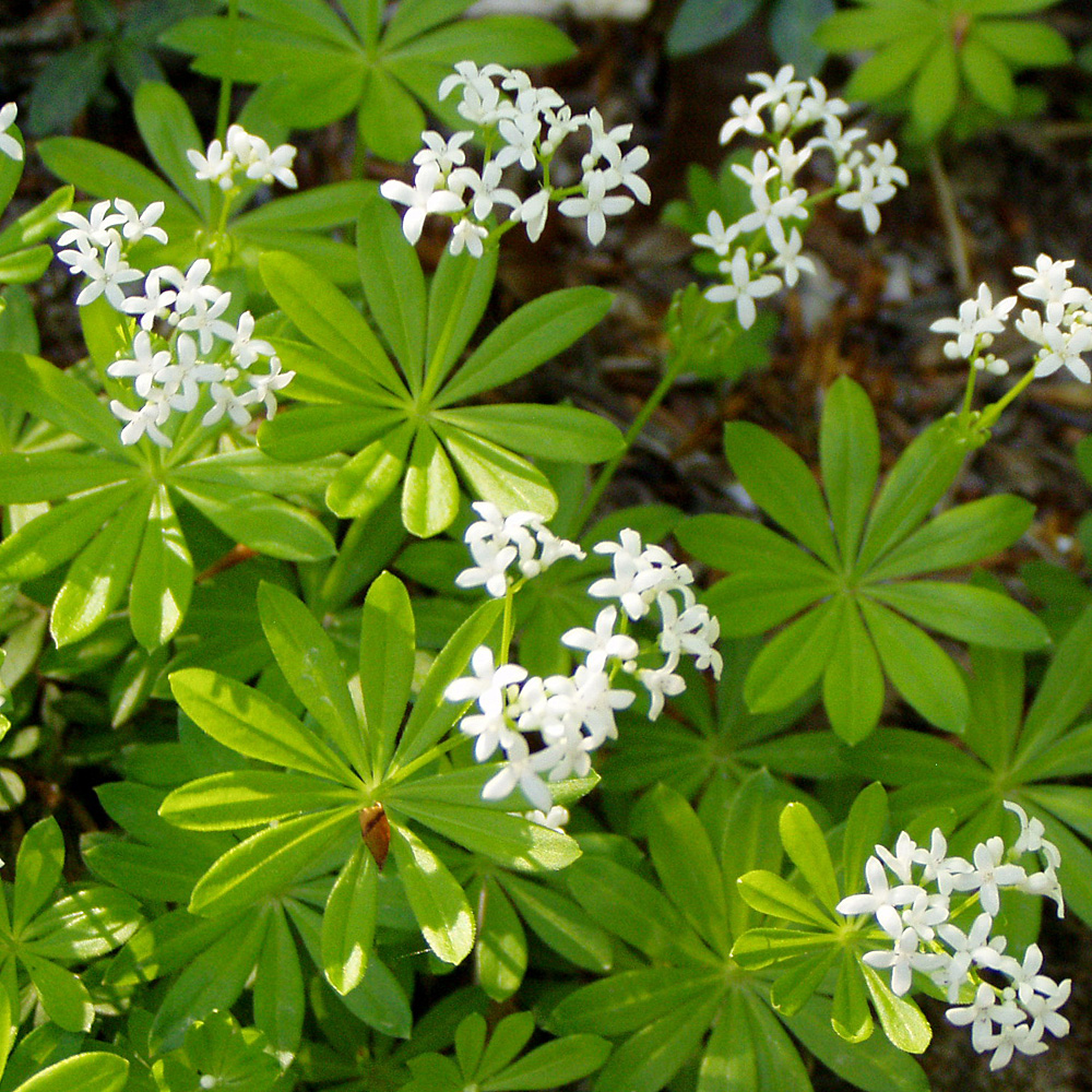 Waldmeister, Wildstaude, Kräuter