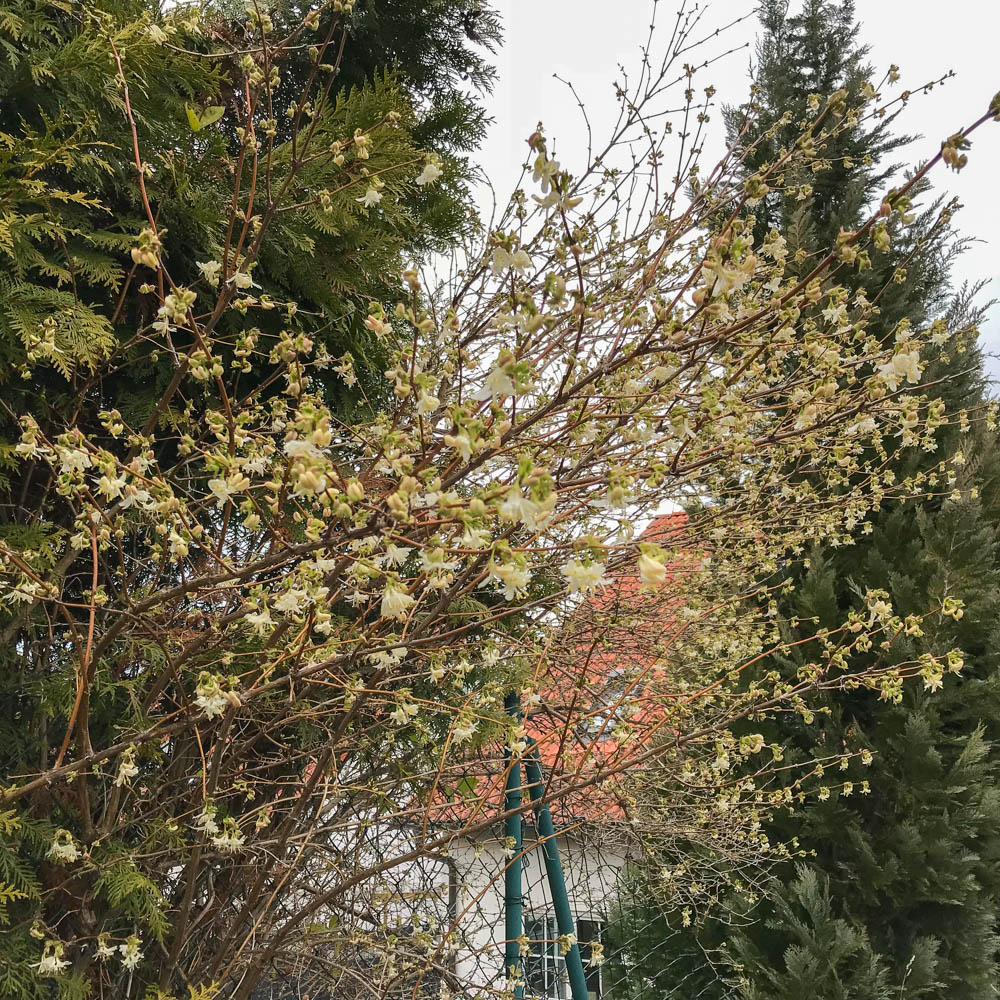 Winter Heckenkirsche