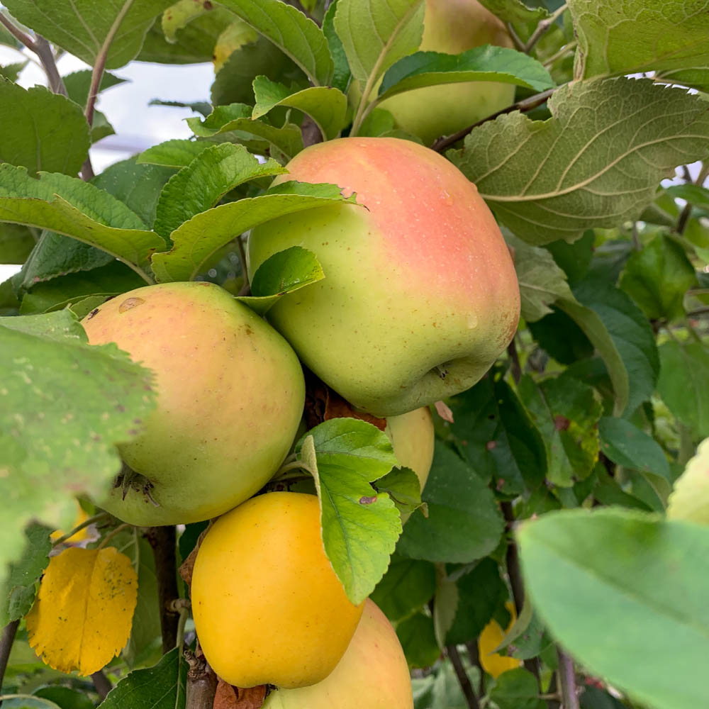 Apfel 'Winterrambur'
