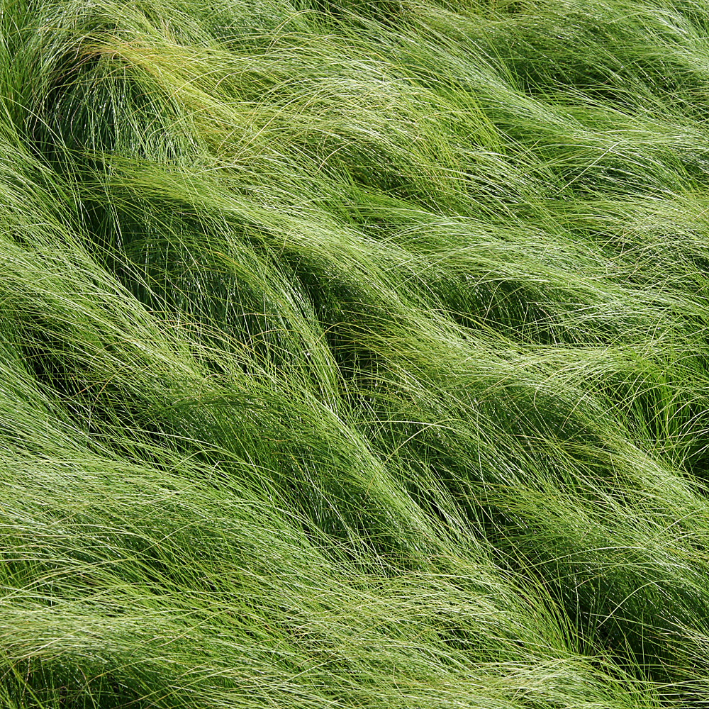 Engelshaargras 'Ponytails'
