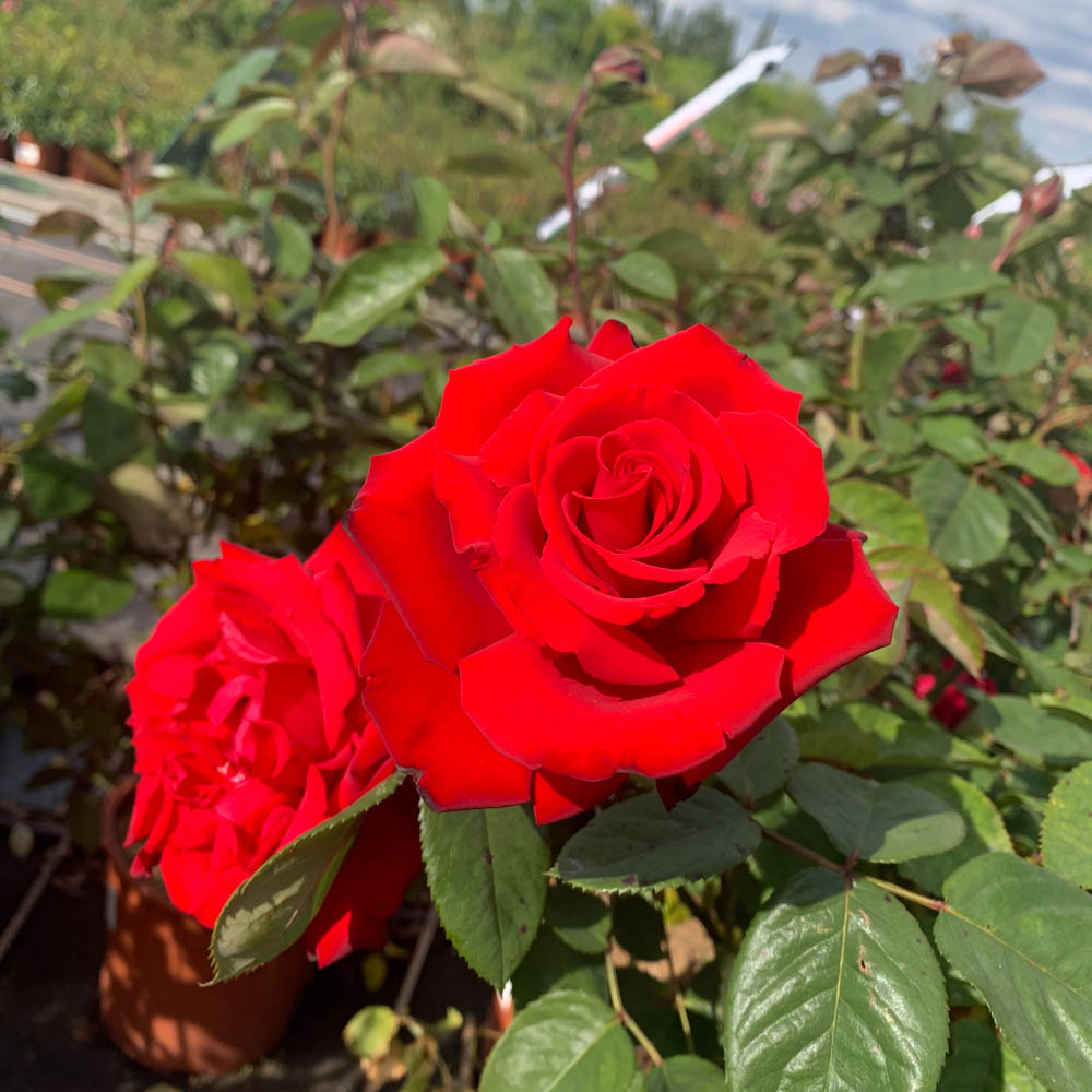 Edelrose 'Grande Amore' ®