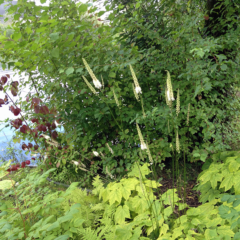 Silberkerze White Pearl, Blütenkerzen, Schattenpflanze