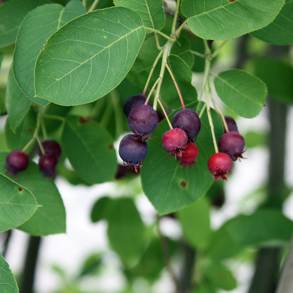 Säulenförmig Felsenbirne, Amelanchier, Früchte