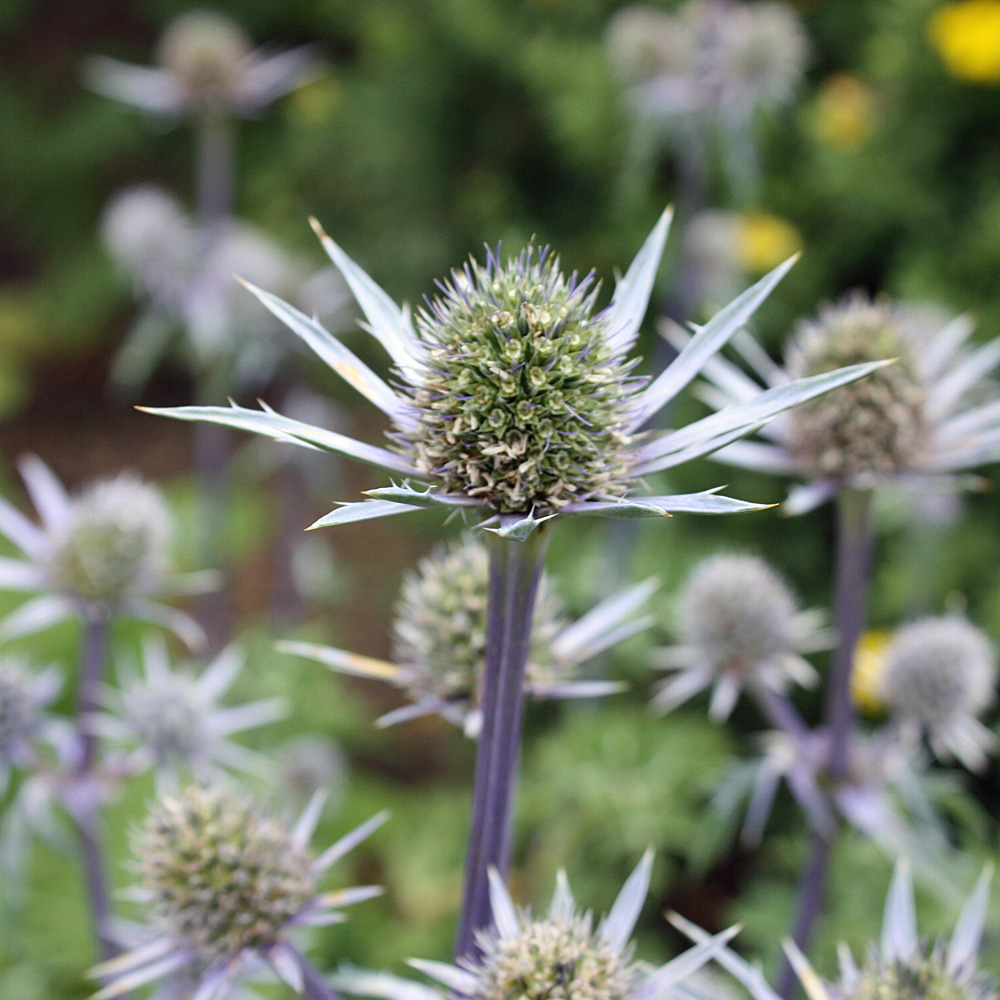 Edeldistel, Beetpflanze