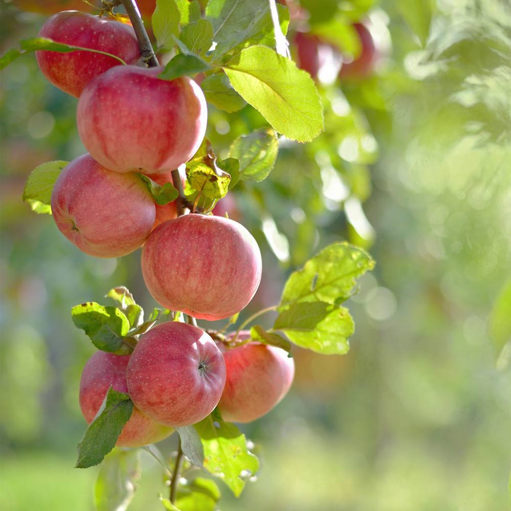 Säulenapfel 'Rondo' ®