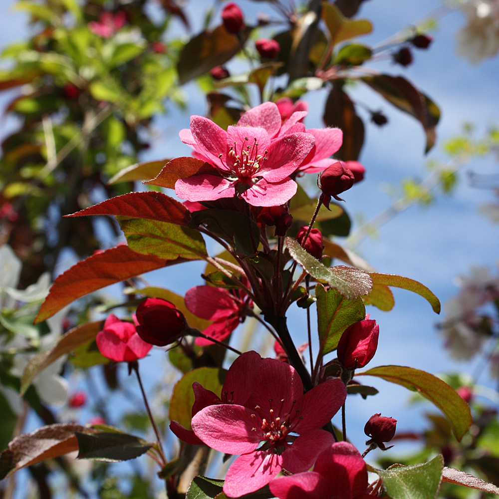 Zierapfel Royalty, Malus, Blütengehölz
