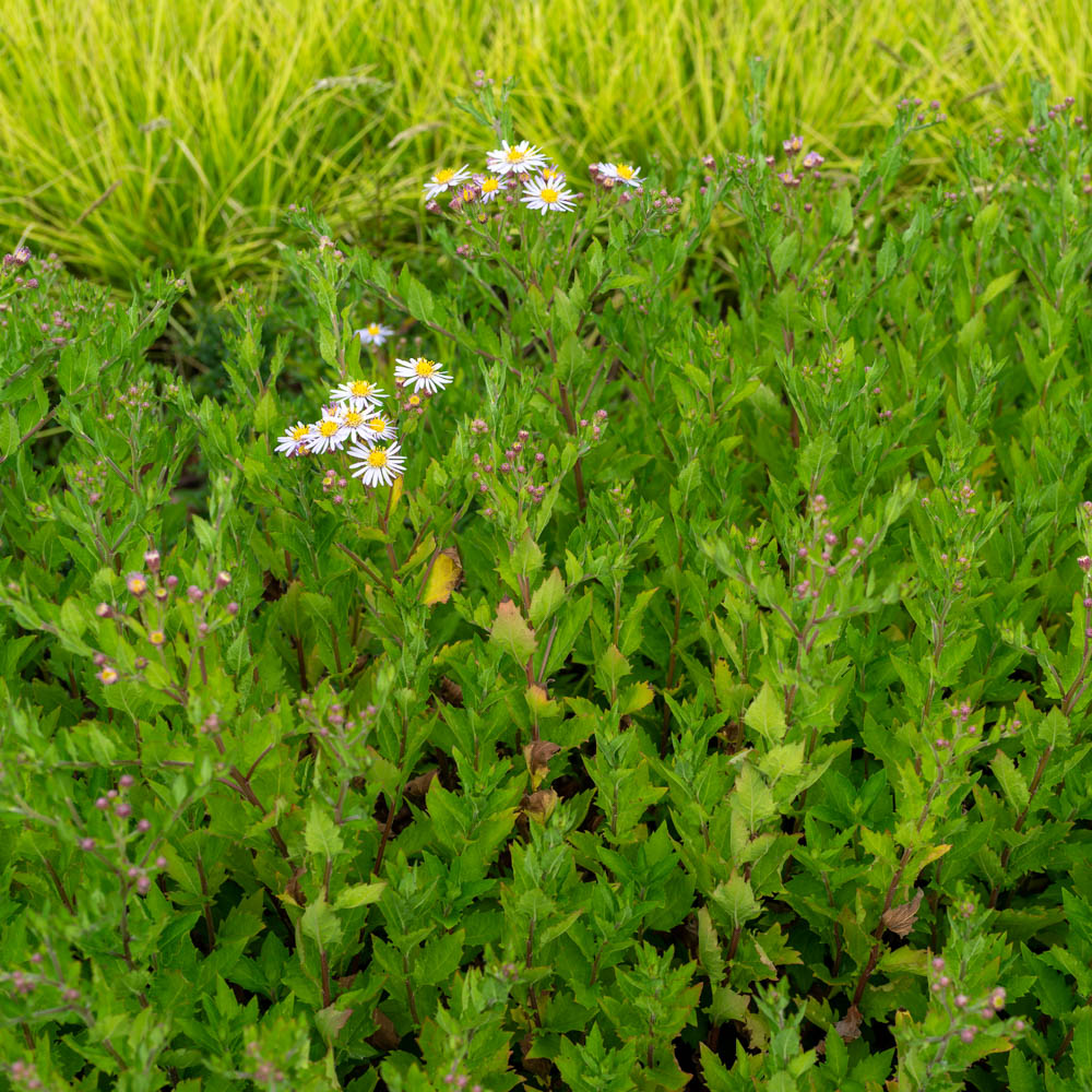 Ageratumaster 'Asran'