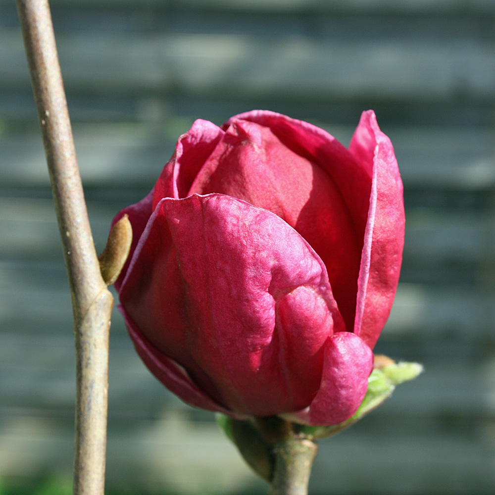 Magnolie Genie, Magnolia, Frühjahrsblüher