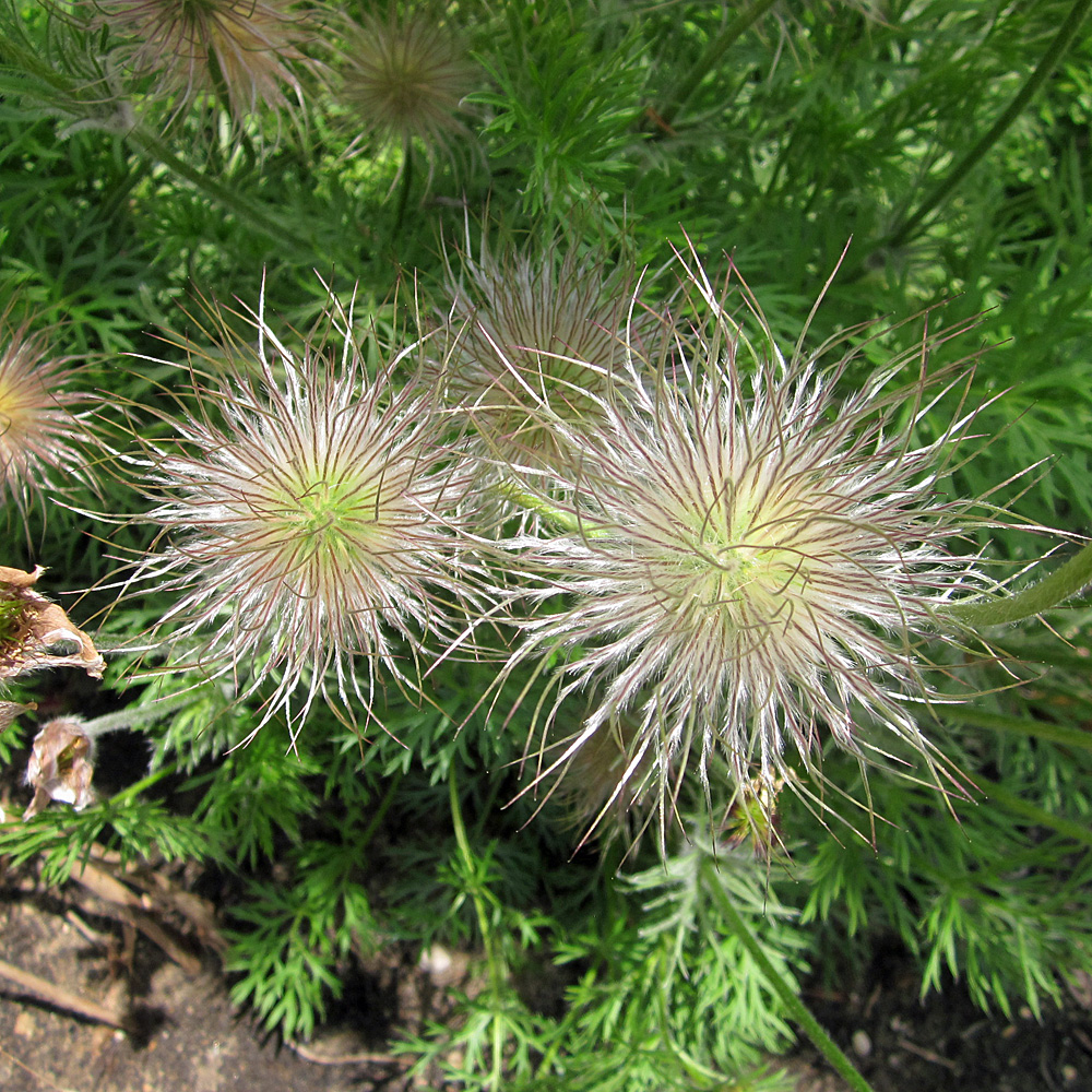 Küchenschelle - Pulsatilla vulgaris