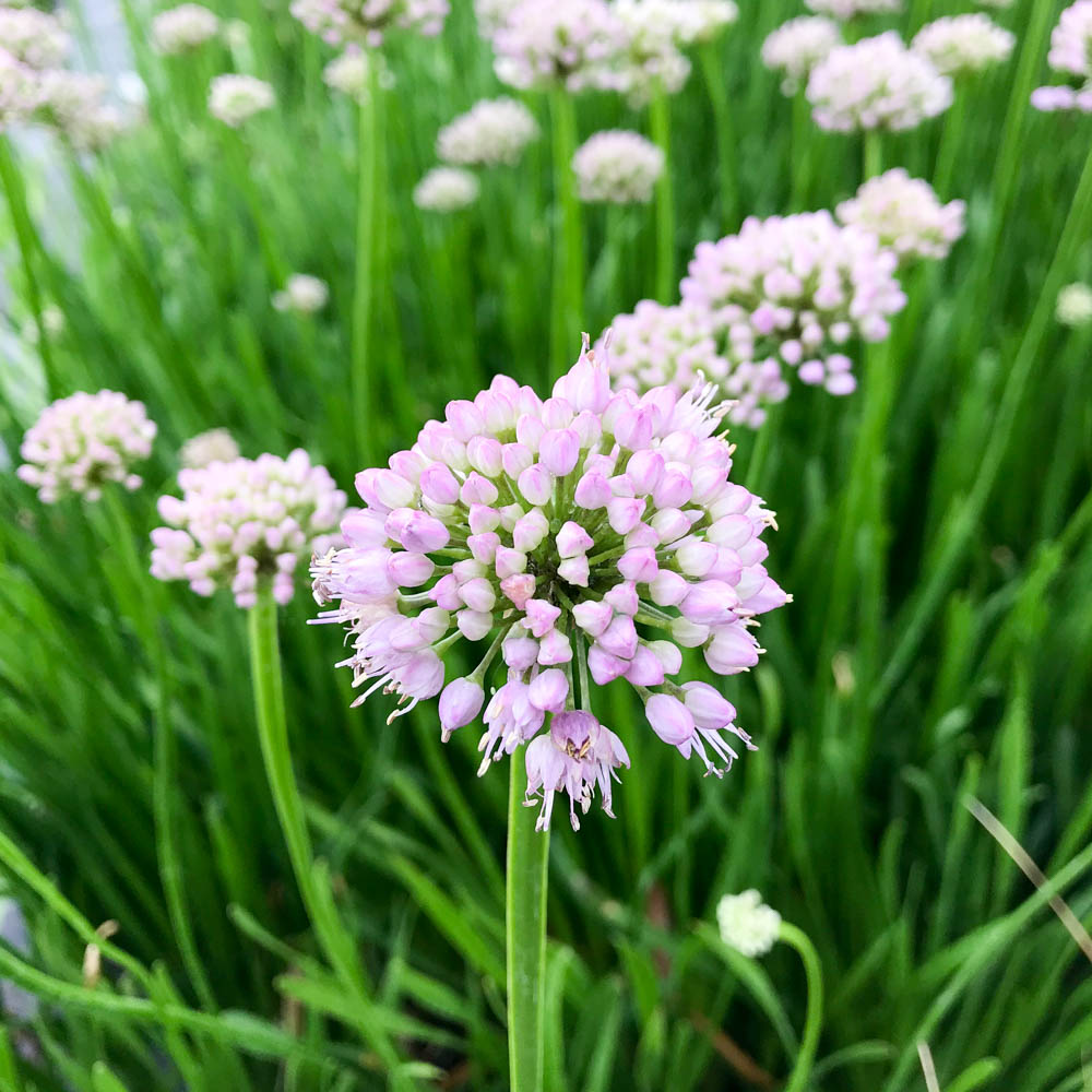 Sommer-Zierlauch 'Summer Beauty'