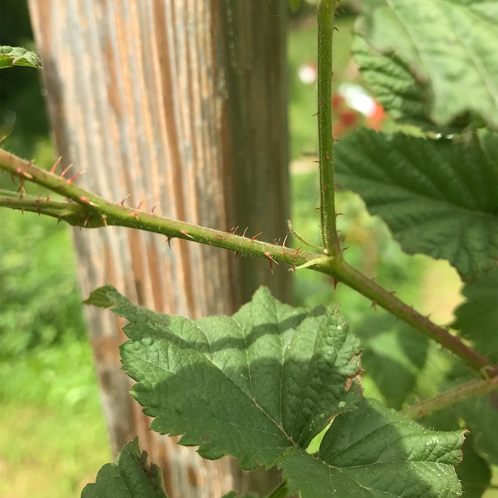 Himbeere-Brombeere Kreuzung 'Tayberry'