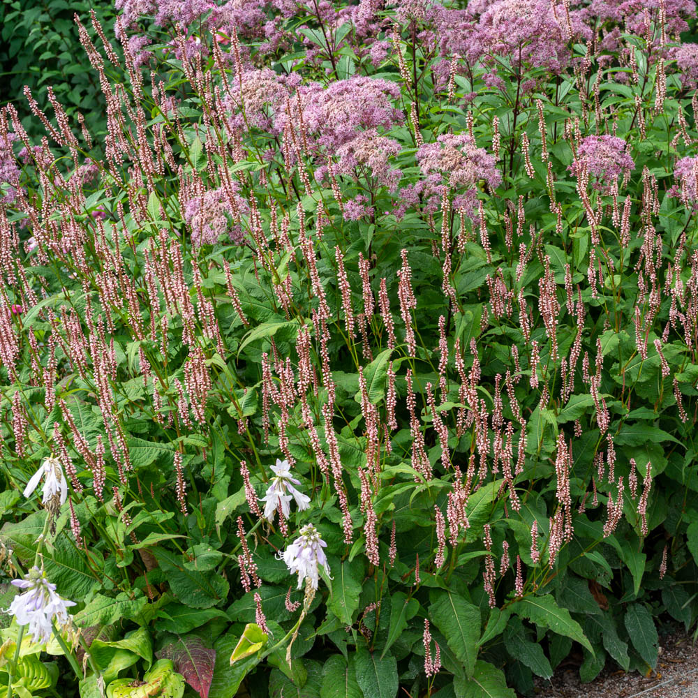 Kerzenknöterich 'Rosea'