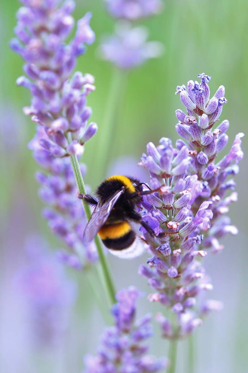 Insektenfreundlicher Garten