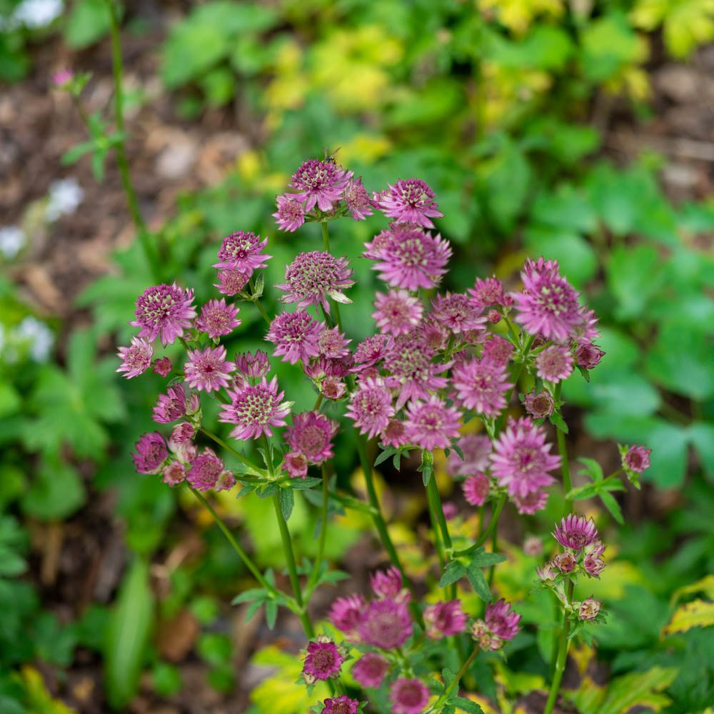 Sterndolde 'Primadonna'