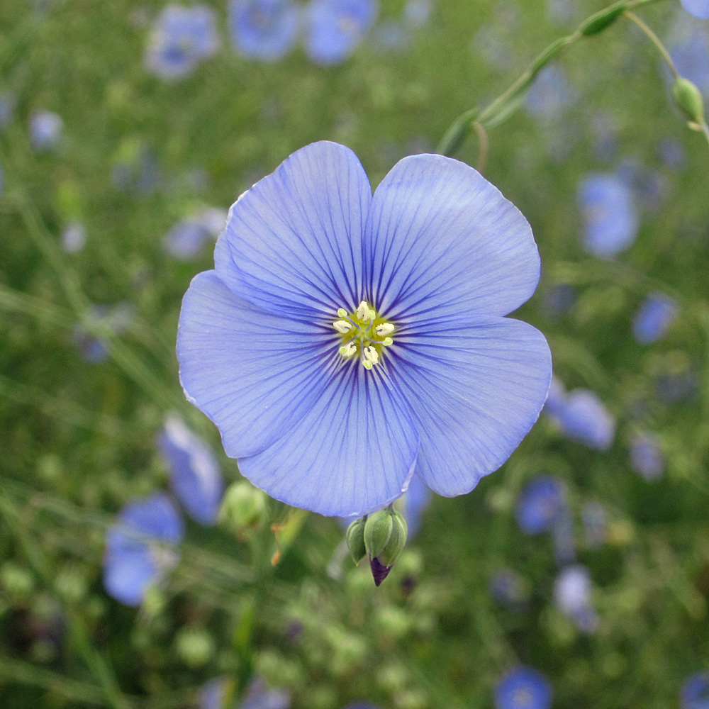 Staudenlein, Linum, Steingarten