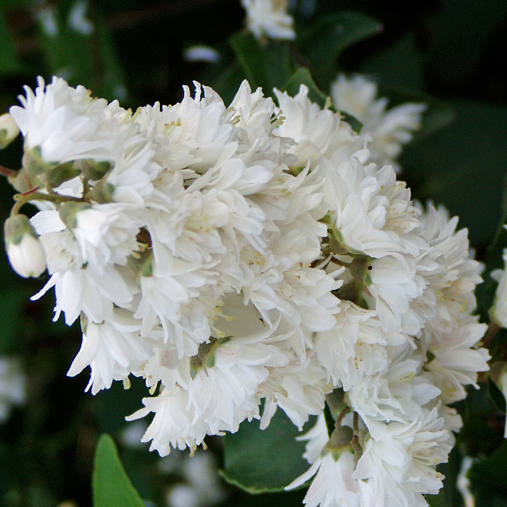 Hoher Sternchenstrauch, Deutzia, Blütenstrauch