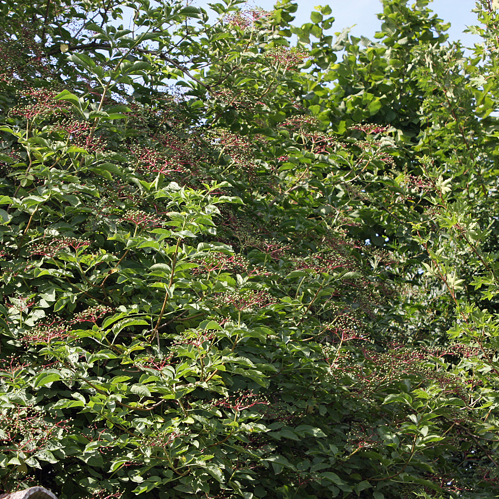 Schwarzer Holunder, Sambucus, Bienenweide