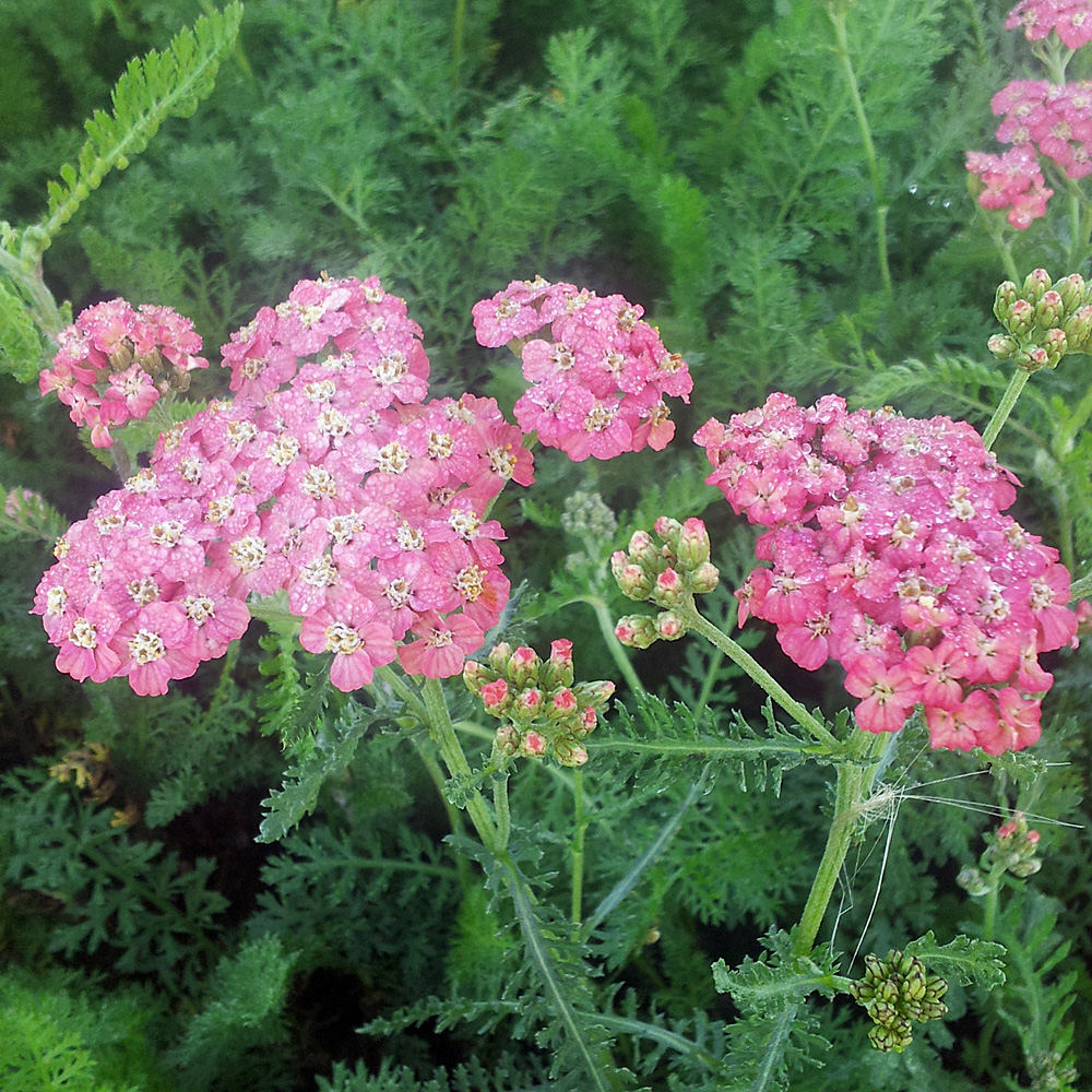 Schafgarbe, Blütenstaude