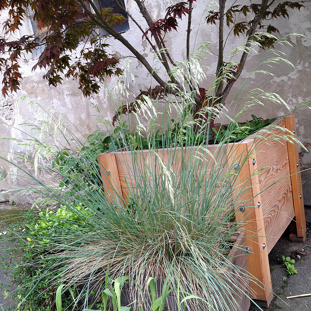 Blaustrahlhafer, Helictotrichon sempervirens Saphiersprudel, Ziergras
