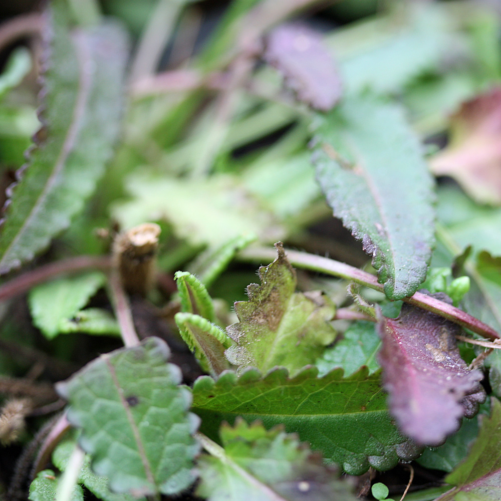 Heilziest, Stachys, Heilpflanze