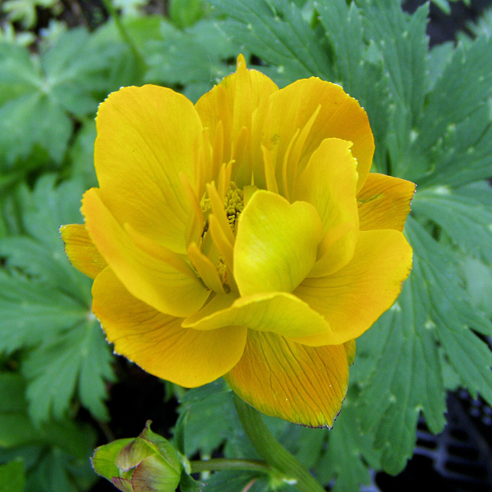 Tollblume Golden Queen, Wasserpflanzen, Uferrand