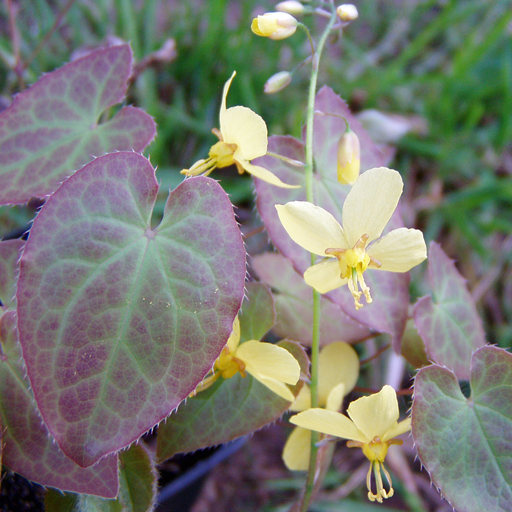 Elfenblume 'Frohnleiten'