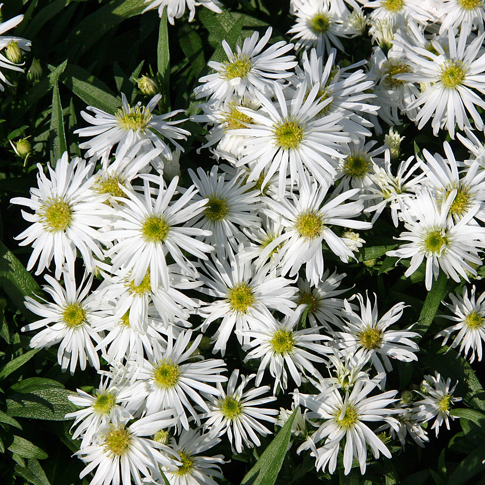 Kissenaster Kristina, Aster, Herbst