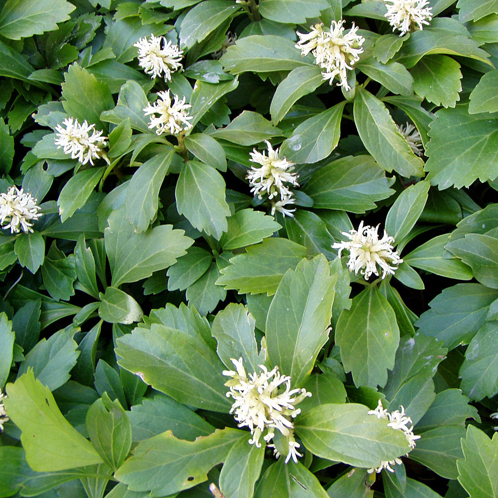 Dickmännchen, Pachysandra,
