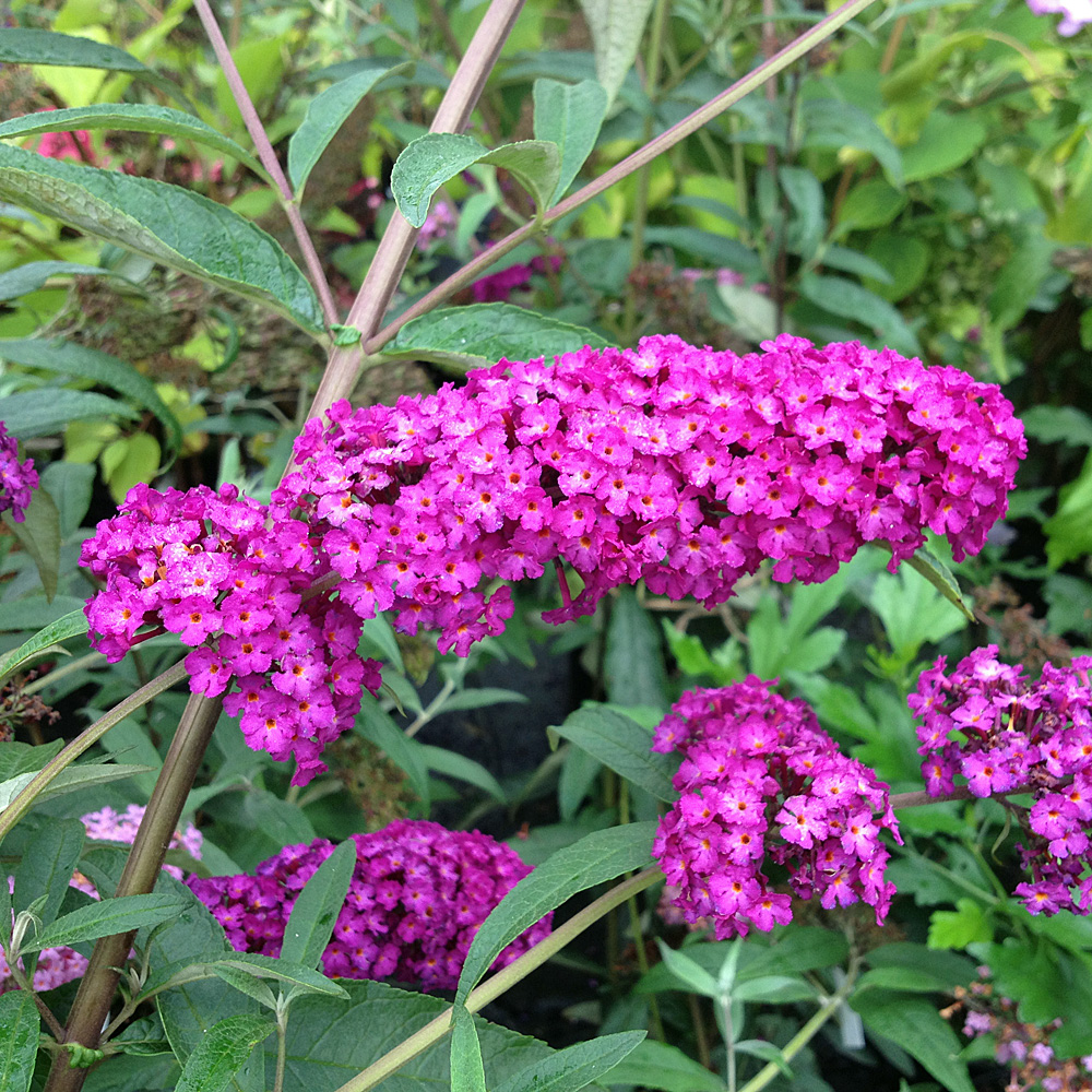 Sommerflieder Royal Red, Buddleja, Schmetterlingstrauch, Bienenweide