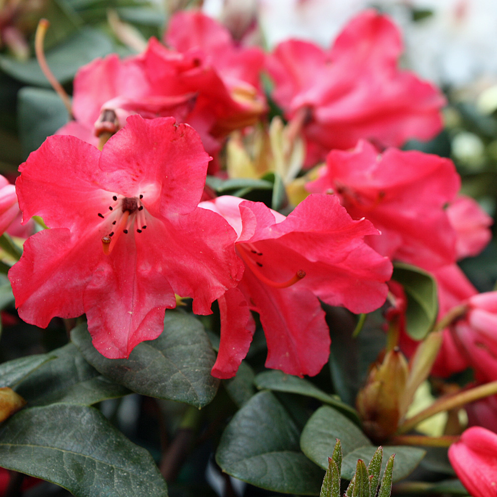 Rhododendron Scarlet Wonder, Frühjahrsblüher, Azalee