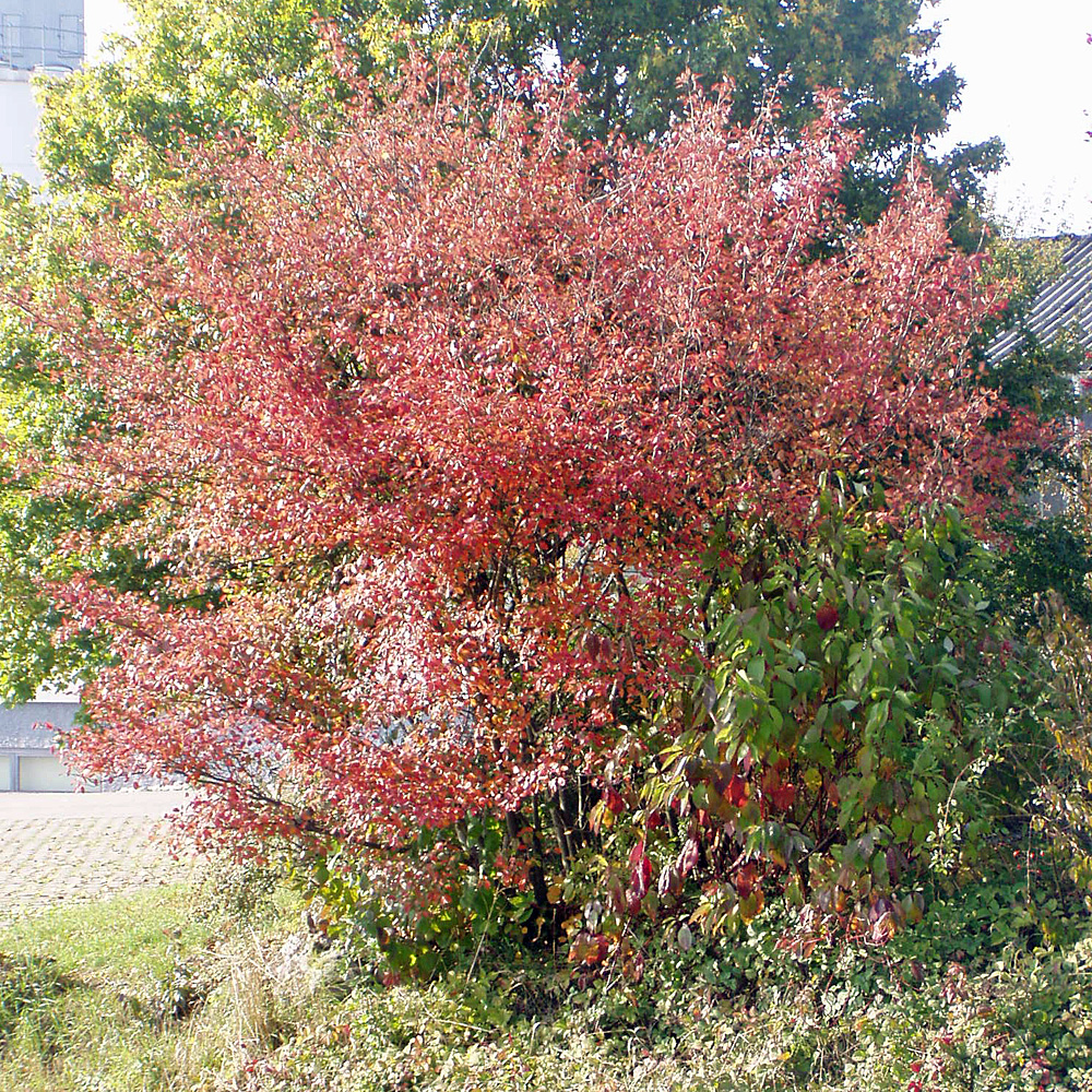 Kupferfelsenbirne, Felsenbirne, Amelanchier, Blütengehölz